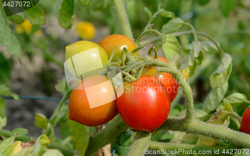 Image of Red Alert tomatoes ripen on a bush tomato plant