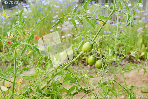 Image of Green tomatoes on a tomato plant, still bearing dried flowers