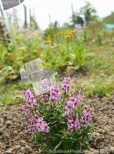 Image of Angelonia Serena plant with pale pink flowers