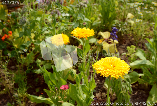 Image of Bright yellow calendula flowers