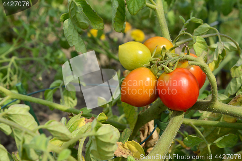 Image of Small truss of tomatoes, ripening from green to red