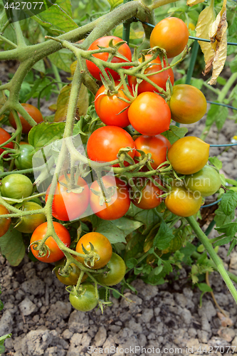 Image of Tomato plant trusses, heavily laden with fruit