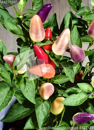 Image of Colorful Chili Pepper Plants