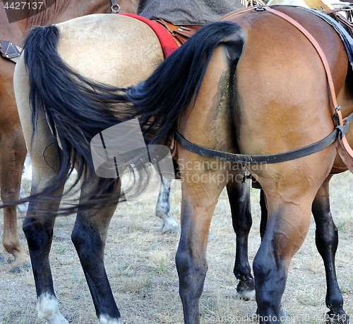 Image of Horses taking a shit.