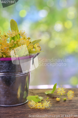 Image of Flowers of linden tree in bucket 