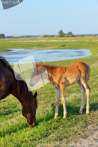 Image of Foal with his mother in a field