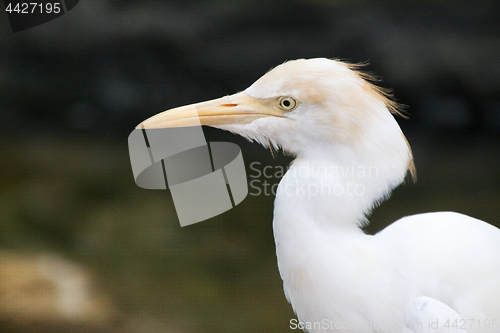 Image of Great White Egret