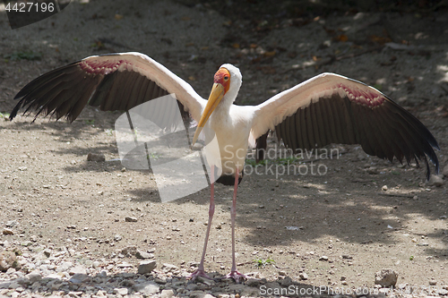 Image of Yellow-billed stork