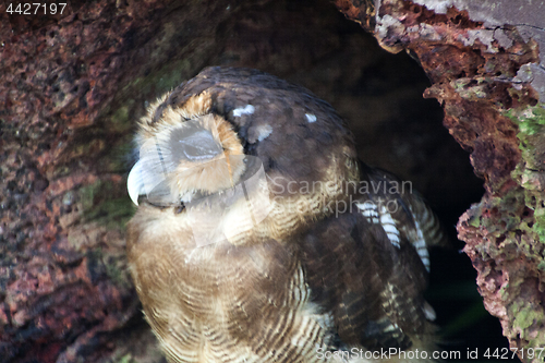 Image of Owl