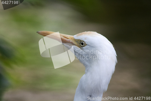 Image of Great White Egret