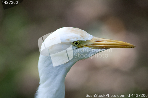 Image of Great White Egret