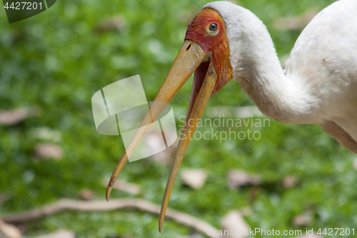 Image of Yellow-billed stork