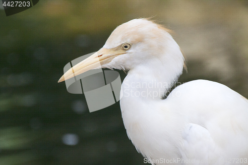 Image of Great White Egret