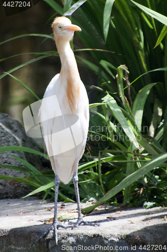 Image of Great White Egret