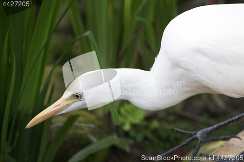 Image of Great White Egret