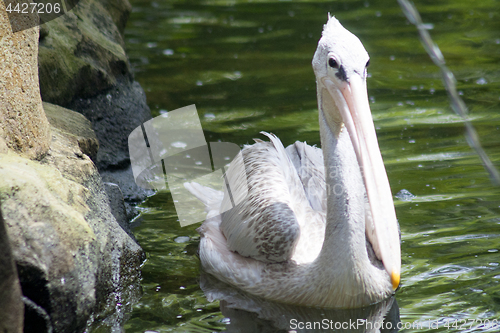 Image of Pelican