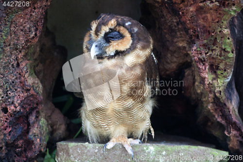 Image of Owl