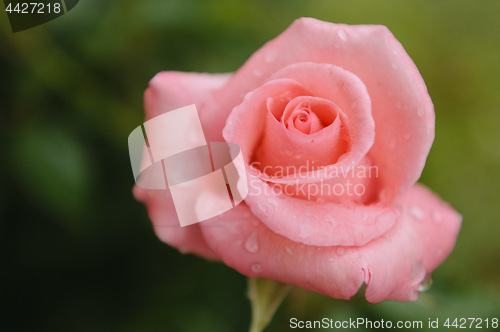 Image of Pink rose and rain drops