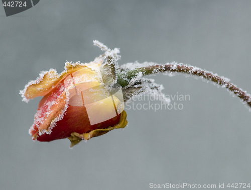 Image of frosted rose