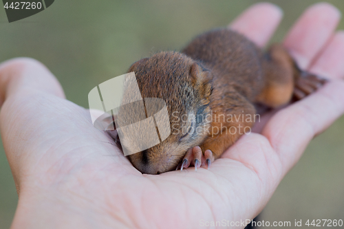 Image of Little squirrel sitting on a hand