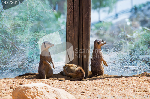 Image of Funny meercats