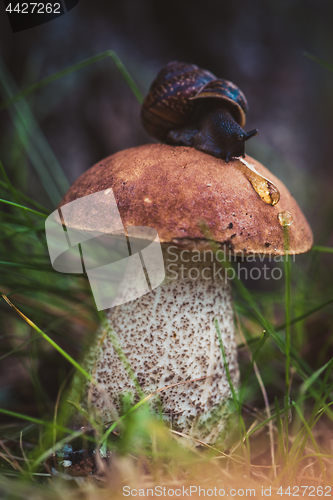 Image of Leccinum on grass with snail. Shallow depth of field