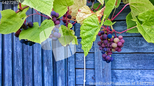 Image of Bunch of grapes with green leaves