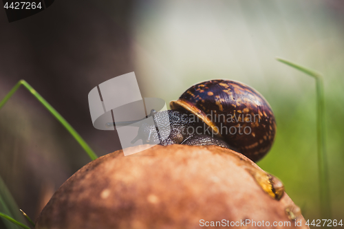 Image of Snail sitting on the Leccinum cap. Shallow depth of field