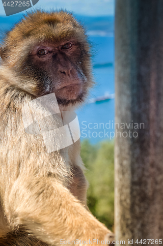 Image of Portrait of ape in Gibraltar