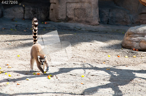 Image of Ring tailed Lemur eating