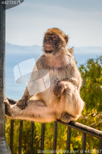 Image of Ape in Gibraltar sitting on the fence.