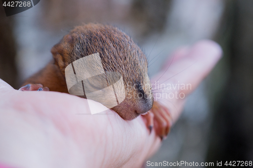 Image of Little squirrel sitting on a hand