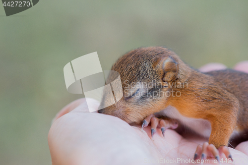 Image of Little squirrel sitting on a hand