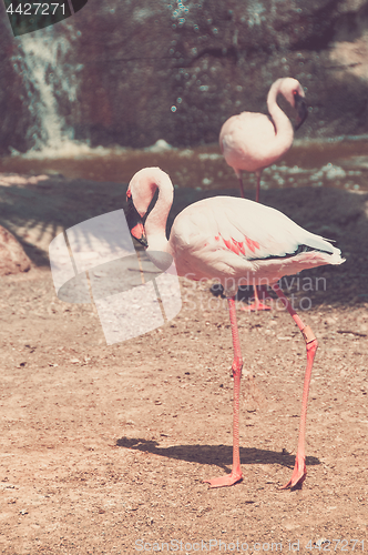 Image of Group of pink flamingos