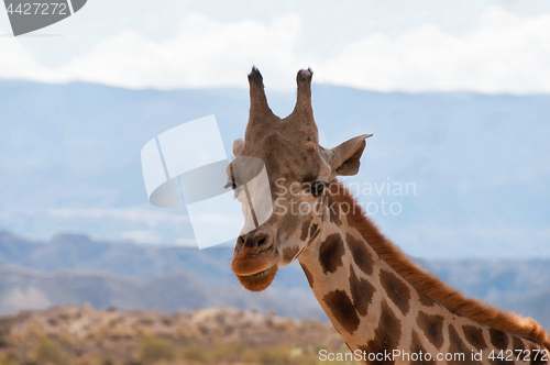 Image of Portrait of giraffe watching on you