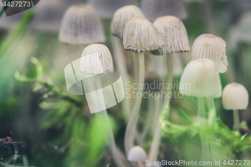 Image of Beautiful toxic mushrooms at the forest, macro shot.