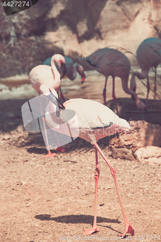 Image of Group of pink flamingos