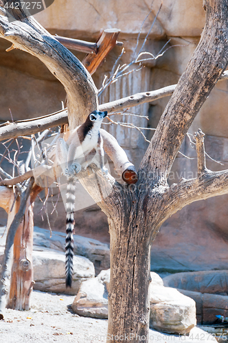 Image of Ring tailed Lemur sitting