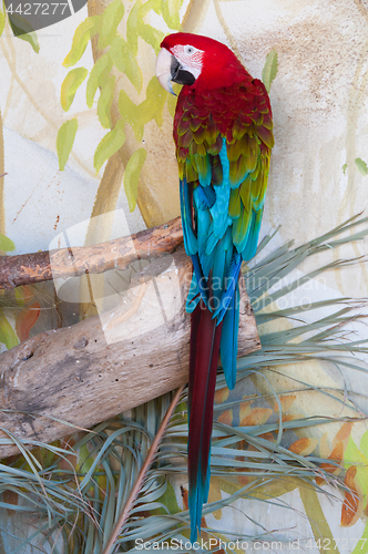 Image of Shot of Green-Winged macaw