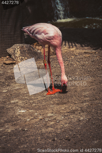 Image of Pink flamingo eating