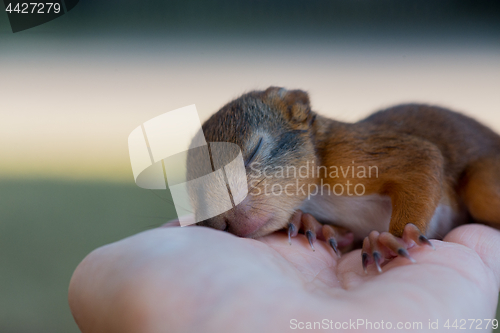 Image of Little squirrel sitting on a hand