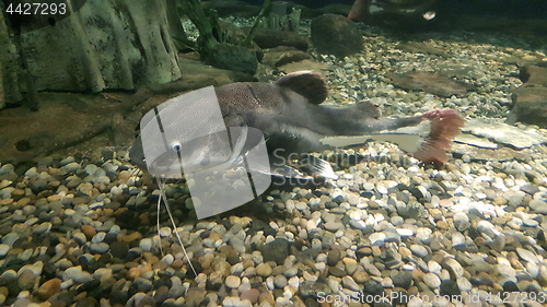 Image of Catfish in the aquarium