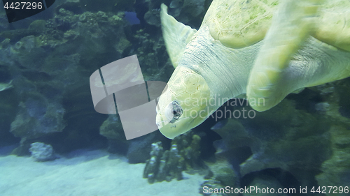 Image of Sea turtle