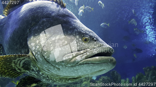 Image of Grouper in the aquarium