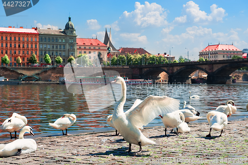 Image of Flock of swans in Prague