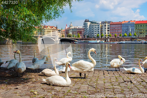 Image of Dancing House and swans