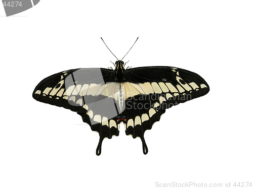 Image of Black and Yellow Butterfly