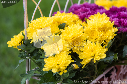 Image of Flower in the garden