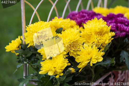 Image of Flower in the garden