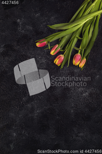 Image of Tulips on darken concrete background